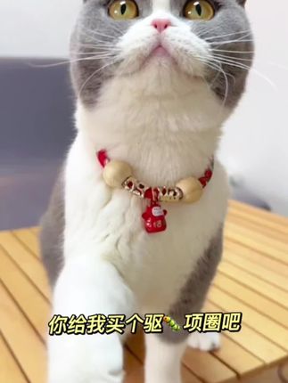 这么便宜又可爱的驱虫项圈,可以给小猫安排戴上啦~#猫咪项圈 #科学养宠攻略#新手养猫#养猫新手 #宠物科普