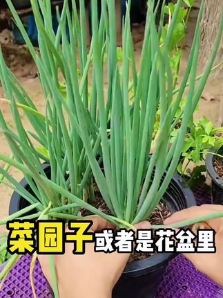 随地可种的小香葱你喜欢吗#种植小技巧 #三农 #家庭种植 #在家种菜 #农业种植