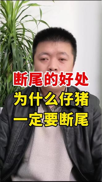 仔猪为什么一定要断尾!#所有养猪人 #养猪技术 #哺乳仔猪 #仔猪