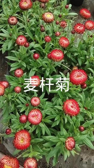 品种多,质量好,性价比高,