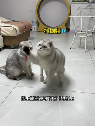 在家也能让猫猫们抓蝴蝶满足它们的捕猎欲望了~ #逗猫神器 #猫玩具
