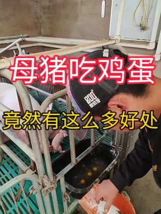 #三农 #自繁自养 #养猪 #养殖 #养猪人