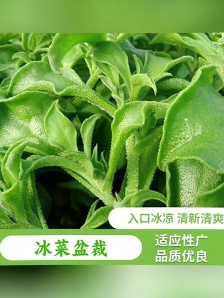 冰菜种籽冰水晶四季春季冬季种植阳台小院盆栽蔬菜种子