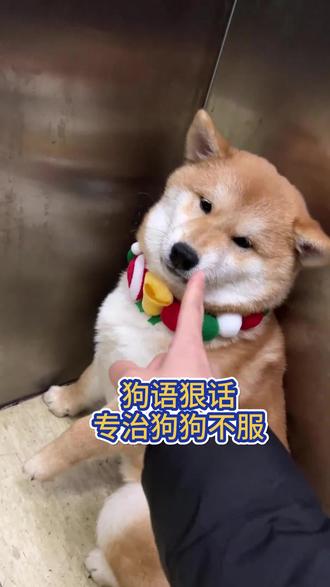 狗语狠话,专治狗狗不服#狗狗#养狗经验分享#宠物知识
