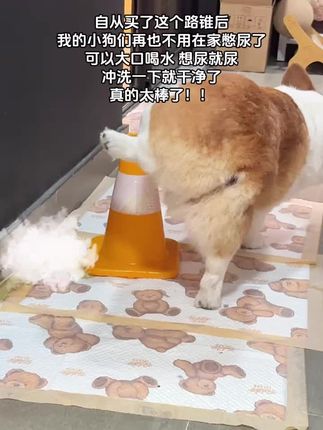 #养狗经验分享 #萌宠推荐官 #狗乱尿