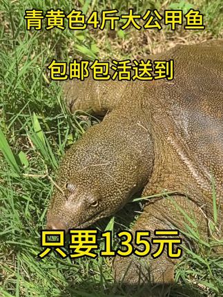 #甲鱼 #快来一起尝个鲜 今天特价款来了
