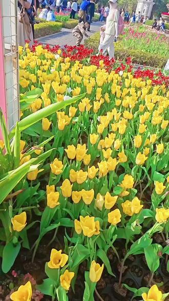 #抖音邀你来赏花 #花海拍照 厦门园林博览园,郁金香正开,花期正茂,人山人海,还不知道有几天的花期,想去看的人赶紧。#花的世界很美 #醉美花海季