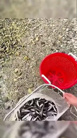 #有水就有鱼 #鱼群密集 #鱼群活动 #河虾捕捞方法和技巧 #全国鱼情