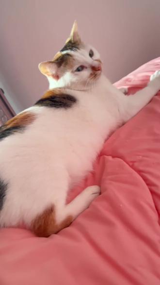 猫猫寿司,谁想吃#中华田园猫 #小猫咪 #萌宠出道计划 #猫猫记录