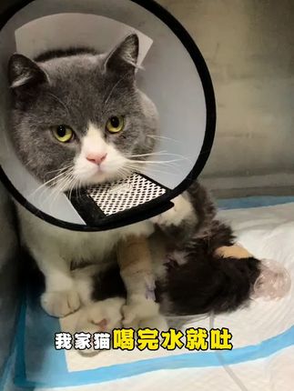 快去看看你的饮水机是不是带滤芯的#养猫新手 #宠物饮水机 #养猫经验分享