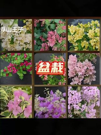 #家庭种植 #花卉植物 #花卉盆栽 #家庭园艺 #花卉绿植 漳州三角梅藤本小高飘三角梅原生轻土栽培盆栽爬藤阳台庭院植物