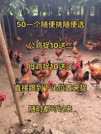 需要捉的朋友,随时都可以来,#原生态散养土鸡 #农村散养鸡