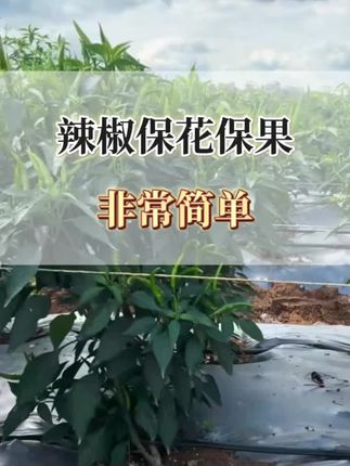 辣椒保花保果防病增产组合套装#三农 #农业种植 #辣椒种植 #保花保果#种植小技巧