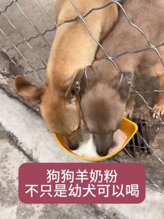 #格力犬 #宠物狗 #格力犬爱好者 #惠比特