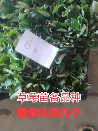#红玉草莓苗 #章姬草莓苗 #红颜草莓苗 #天仙醉草莓苗 #隋珠草莓苗 宁玉在地里起苗还没入镜