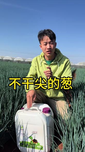 什么样的小葱不容易干尖 小葱补之素#补之素