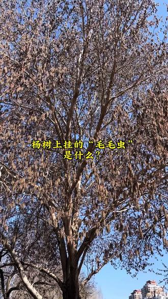 杨树上挂的“毛毛虫”是什么? 我们印象中,凡是花一般都会有花瓣,或红、或白、亦或粉红、明黄……,或大、或小,形状各异,但终究应该是有“花的形状”的,然而,春天杨树的花打破了我们固有的认知,杨树上挂着的看起来像一条条毛毛虫一样的东西是它的花序,没有艳丽的花瓣,靠风力风力传粉,因为杨树开花的季节,传粉的昆虫大多还没有出来,此时风倒是经常有的,于是聪明的杨树就长出了这样便于风力传粉的葇荑花序!#杨树开花#聪明的杨树#植物传粉 #趣味知识#分享植物知识