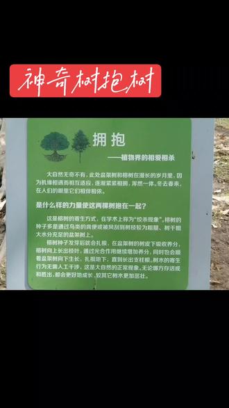 厦门中山公园,一颗神奇的(榕树)抱着一棵(架子树)200多年不松开。