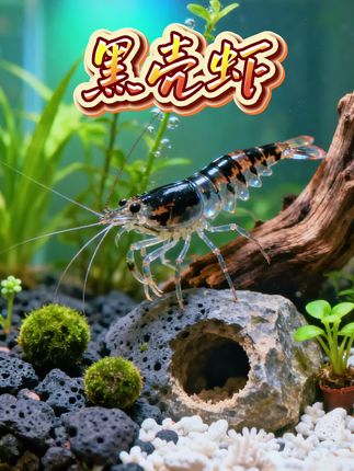 🦐【除藻黑壳虾·鱼缸清洁小能手】 💧专业除藻:疯狂啃吃丝藻、绿藻,让水族箱时刻晶莹透亮。 🌿养护简单:适应力强,不挑水质,新手也能轻松养。 🤍性格温和:不咬鱼、不抢食,安静守护你的水景。 ✨观赏+实用:小巧玲珑,游姿优雅,既是清洁工也是活体装饰! #黑壳虾 #轻松养鱼 #观赏虾 #养鱼 #水族爱好者