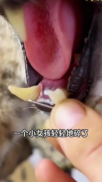 #青年创作者扶持计划 4种常见病中翳教你怎么调#变美小技巧#中医#抖出健康知识宝藏#我的年度健康盘点