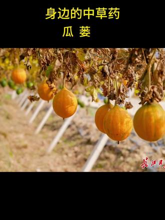 #植物科普 一种可以做出四味中药的宝藏植物,瓜蒌!