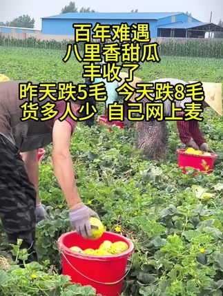 #抖音助农 #优质农产品 #八里香甜瓜