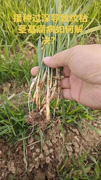 播种过深导致纹枯茎基腐病如何解决?#诺普信爱丰收#爱丰收真丰收#小麦#增产增收@诺普信爱丰收