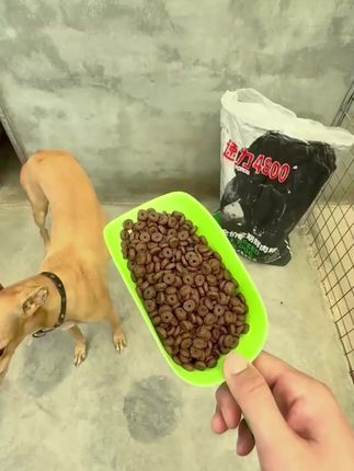 狗粮