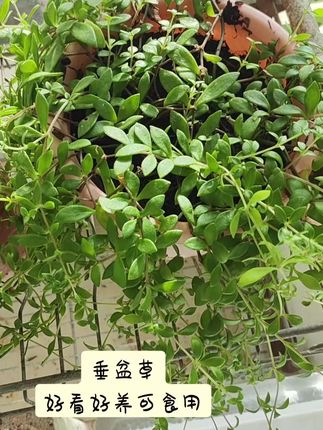 家里有熬夜的都种两盆垂盆草吧,好养活!掐根枝条插土里就能活!食用也简单,泡水煲汤凉拌都可以!#垂盆草的吃法#垂盆草#中草药 #我的花花草草🌸🌸 #阳台种植