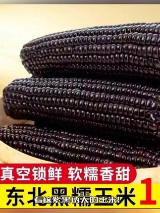 【到手12根】#东北头茬甜糯黑玉米#软糯香甜 #软糯香甜 #营养丰富 #杂粮 #营养健康