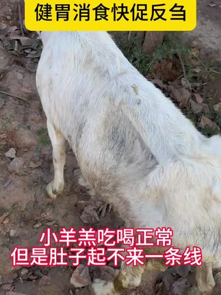 #牛羊养殖 #养殖业专业户 #养殖场 #大型养殖场 #养羊技术