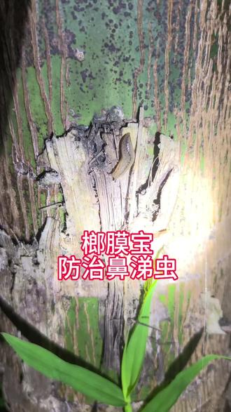 昼伏夜出,藏着最真实的场景#鼻涕虫 #榔膜宝 #槟榔种植 #防虫 #琼中