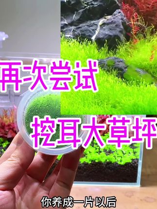 再次挑战挖耳大草坪 这个水草养成的效果是真的好看啊#水草造景 #造景鱼缸 #水草 😏