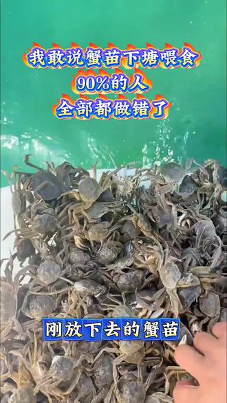 蟹苗下塘这样喂食,存活率可高达95%。#鱼虾蟹养殖 #螃蟹养殖 #大闸蟹养殖 #蟹苗 #水产养殖 @抖音小助手 @DOU+小助手