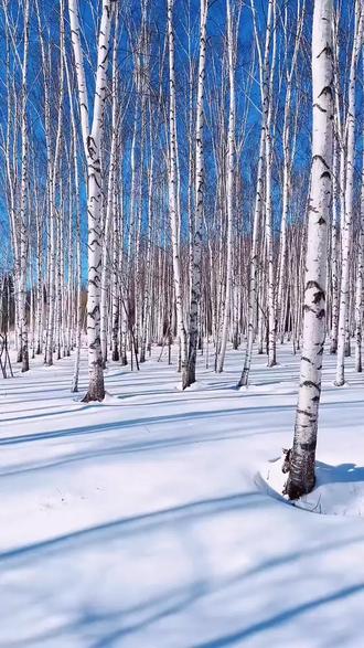 四年级下册语文第11课 白桦