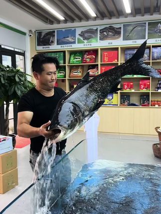 #活鱼快递#全国发货 千岛湖有机胖头鱼