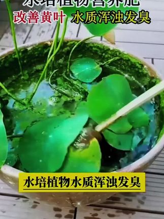 水培植物专用营养液通用型激活观音竹富贵竹等植物生长#营养液 #水培植物营养液 #植物营养液水培植物通用型营养液 #水培营养液 #植物通用营养液