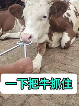 长把牛鼻钳一下就能把牛抓住#长把牛鼻钳 #带锁牛鼻钳 #牛鼻夹 #抓牛神器 #养殖人