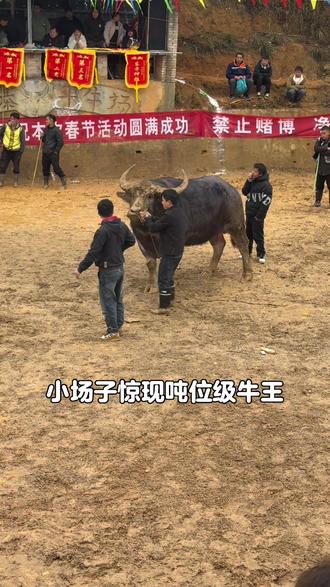 小场子惊现吨位级牛王#斗牛#斗牛爱好者#我要上热门