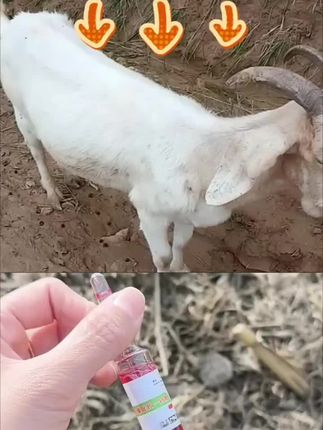 #牛羊养殖