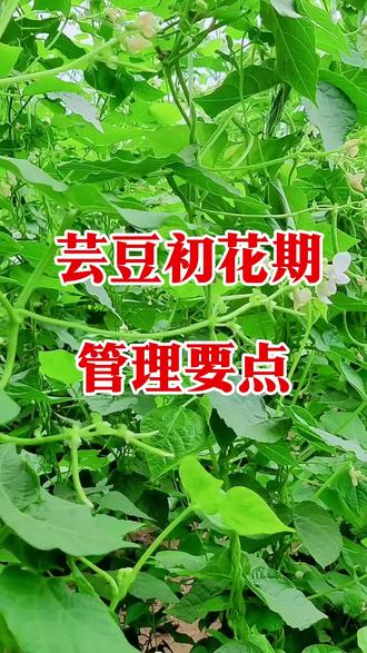芸豆初花期管理要点,再强调一遍!保花保荚高产!
#芸豆初花期管理 #芸豆种植 #保花保荚 #种菜技巧 #三农