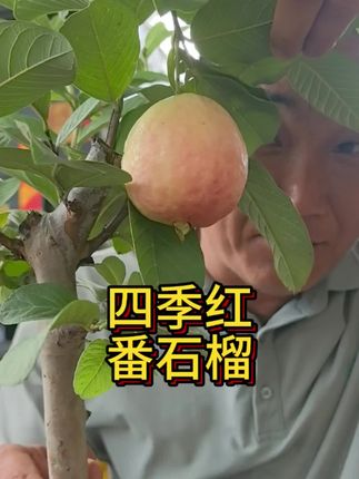 #半眉 #四季红番石榴