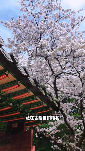 济州岛即将进入樱花季,去哪里最出片?一篇告诉你!#济州岛 #韩国攻略 #樱花季