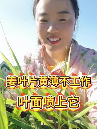 姜叶片黄薄不工作,叶面喷上它#大姜黄叶 #生姜黄叶 #一喷绿