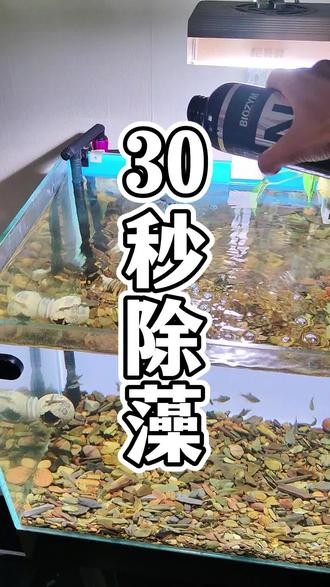 鱼缸暴藻只需要30秒就能解决!#养鱼经验分享 #鱼缸除藻