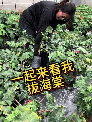 #花卉绿植 #绿植盆栽 #绿植 #家庭种植 #家庭养花达人