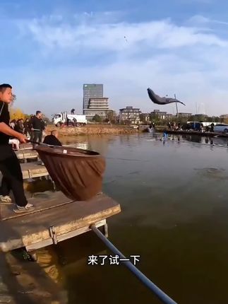 #青鱼颗粒 #黑坑青鱼 #钓大青 #青鱼饵料
