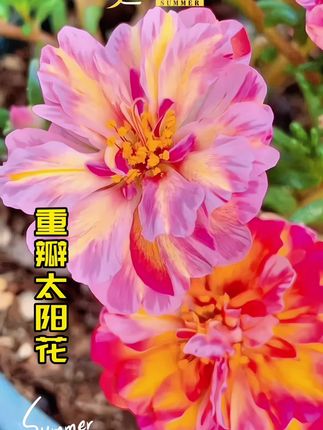 #重瓣太阳花 #太阳花 #花卉绿植 #养花 #爱生活爱养花