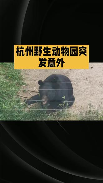 杭州野生动物园黑熊袭击饲养员。