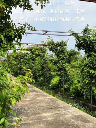 夏季高温高湿,月季及易发生病害,无病预防,有病及时治疗,月季养护套餐简单易用,一套搞定所有病害#月季养护 #养花我是认真的